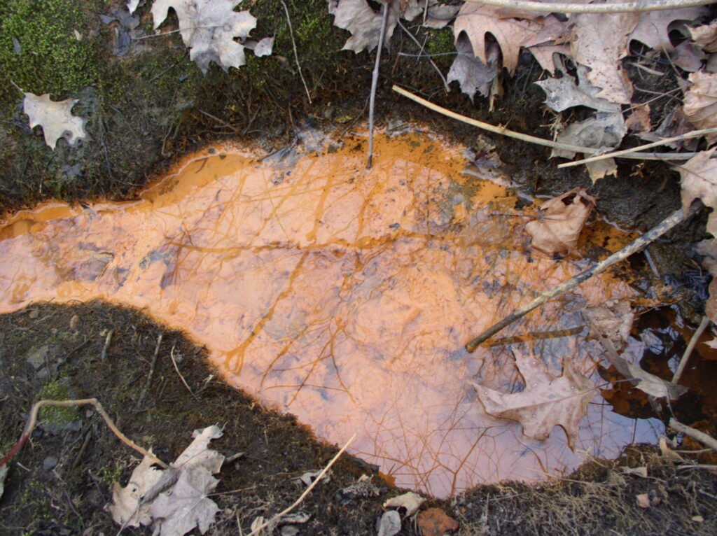 Bacteria